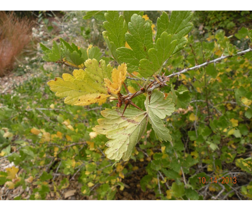 Comanche Gooseberry